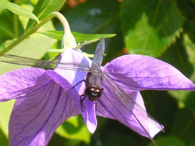 Dragonfly on Purple Flower