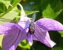 Dragonfly on Purple Flower