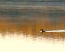 Duck on Autumn Water