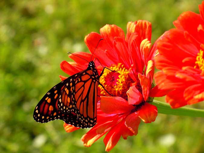 Monarch Butterfly on Zinnia I