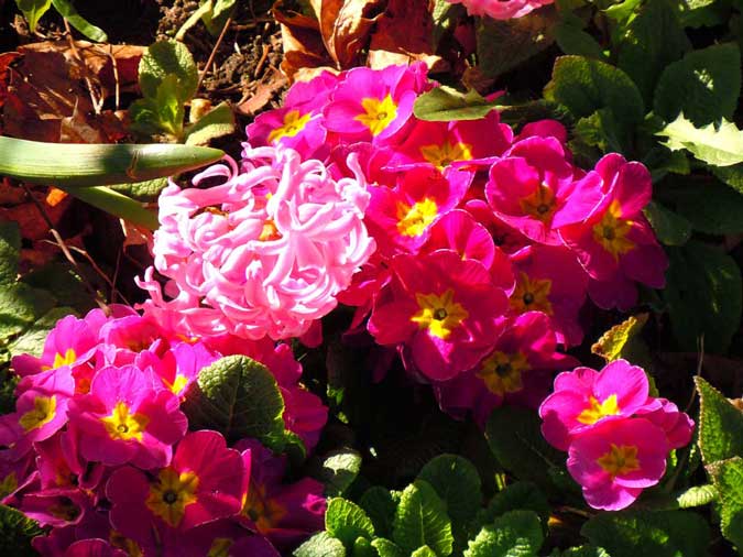 Primroses & Hyacinth
