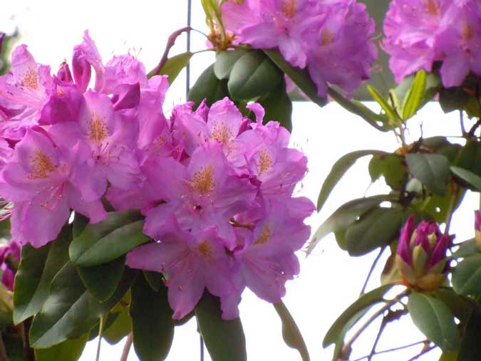Rhododendron