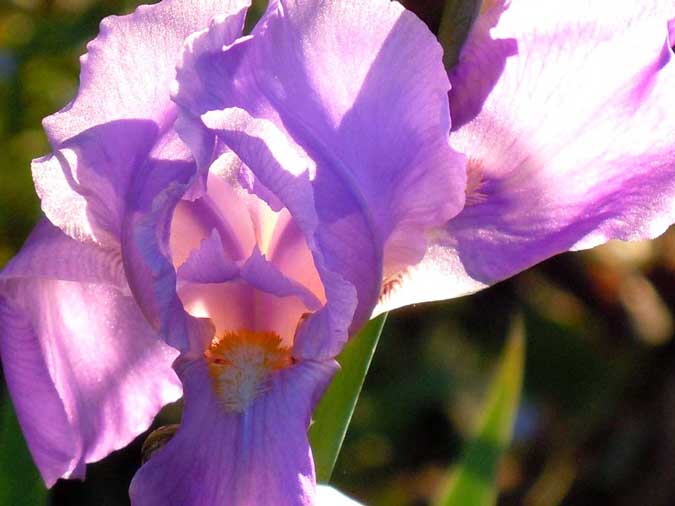 Iris Close-Up