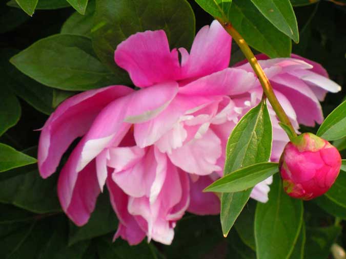 Pink Peony & Bud