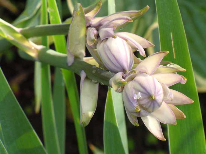 Hosta Flowers