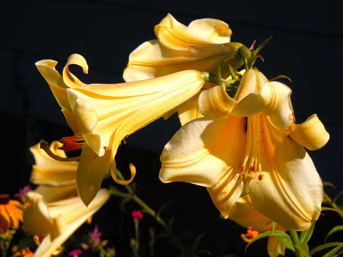 Dramatic Lilies
