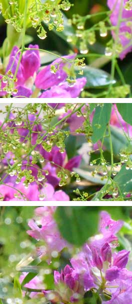 Rhododendron and Smoke Tree