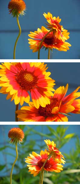 Gaillardia Daisies
