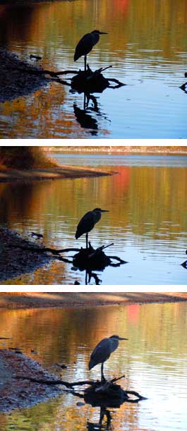 Great Blue Heron at Walden Pond