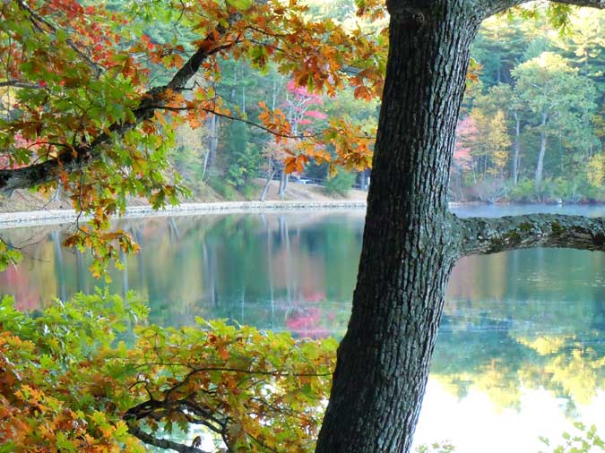 SAutumn Oak at Walden I