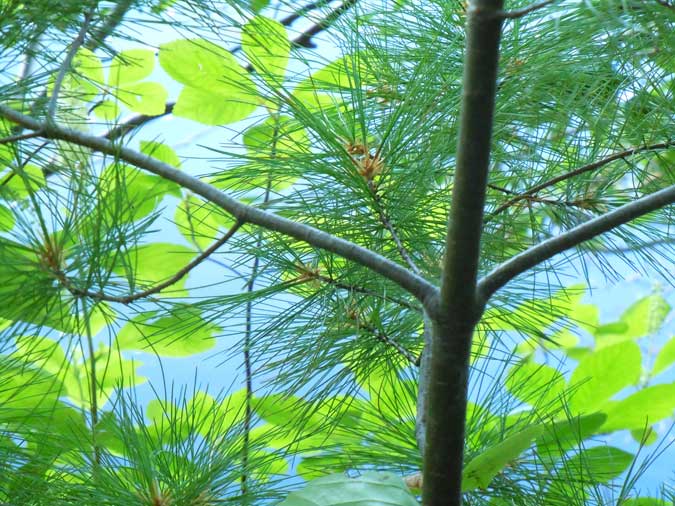 Yellow-Green Leaves & Pine