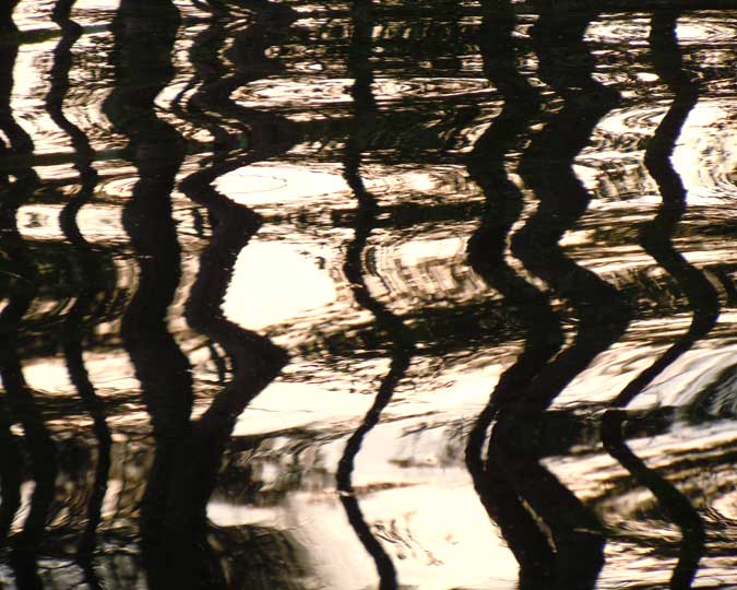 Black & White Pines Reflection I